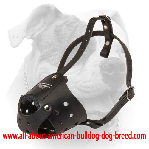 (image for) MaxiPro Leather Muzzle For American Bulldog
