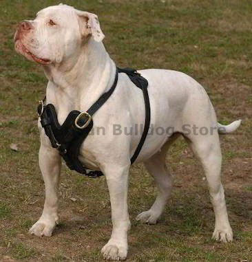 American bulldog dog breed