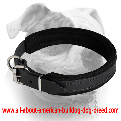(image for) Padded Leather Collar For American Bulldog breed