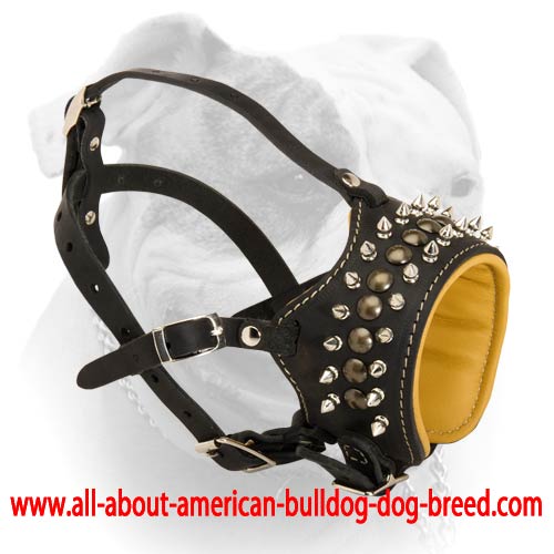 (image for) Glam Rock Studded Designer Muzzle for American Bulldog