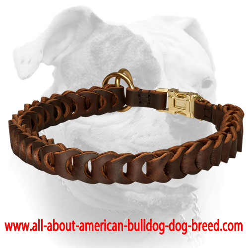 (image for) No ordinary desing braided leather choke American Bulldog collar