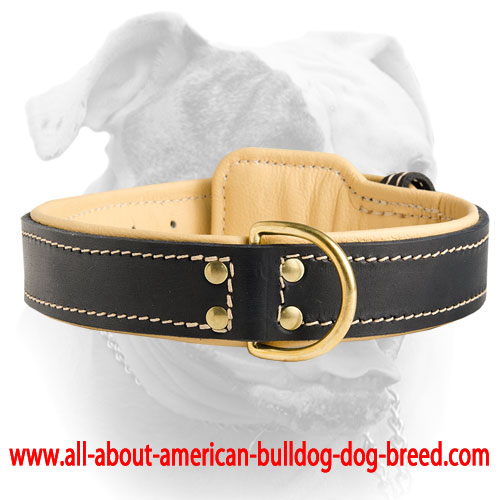 (image for) Royal Nappa Padded Leather Collar for American Bulldog