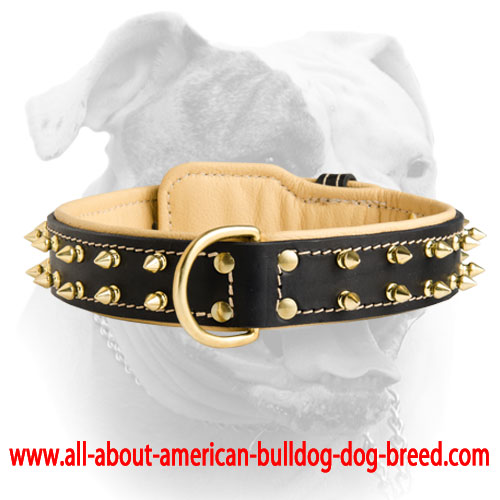 (image for) Royal Nappa padded leather collar with brass spikes for American Bulldog
