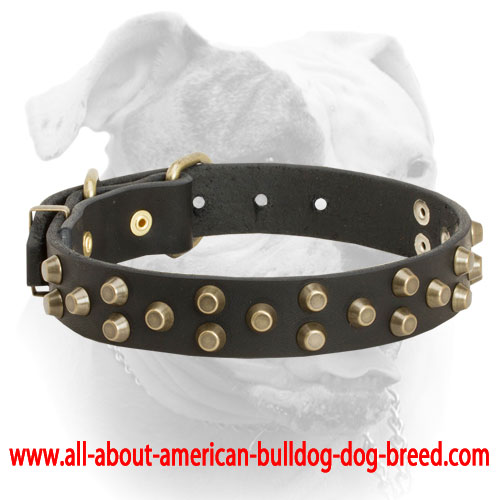 (image for) Comfortable leather American Bulldog collar with brass pyramids