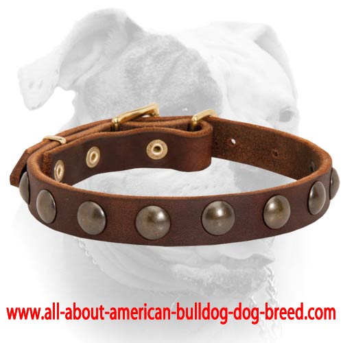 (image for) Stunning design leather American Bulldog collar with half-ball studs
