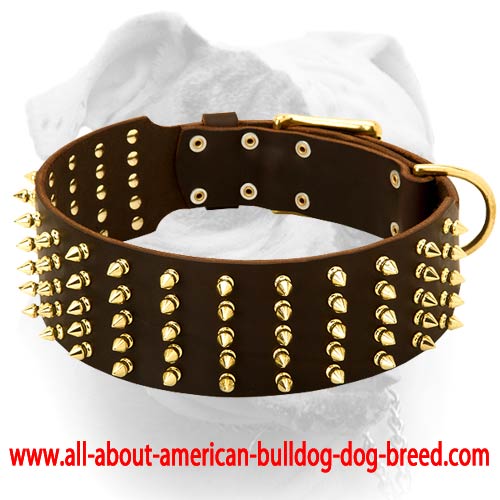 (image for) Gorgeous wide leather American Bulldog collar with brass spikes