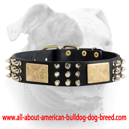 (image for) Leather American Bulldog collar with massive brass plates, nickel pyramids and spikes