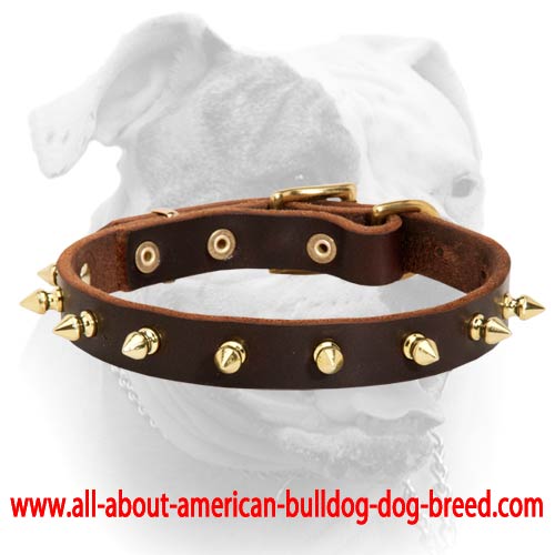 (image for) Handmade luxury leather American Bulldog collar with 1 row of spikes