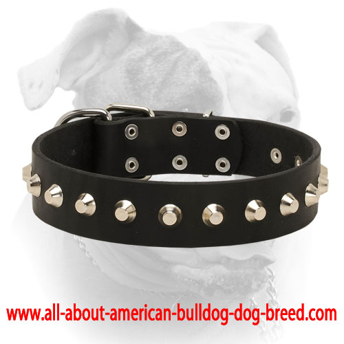 (image for) Comfy elegant leather American Bulldog collar with cones