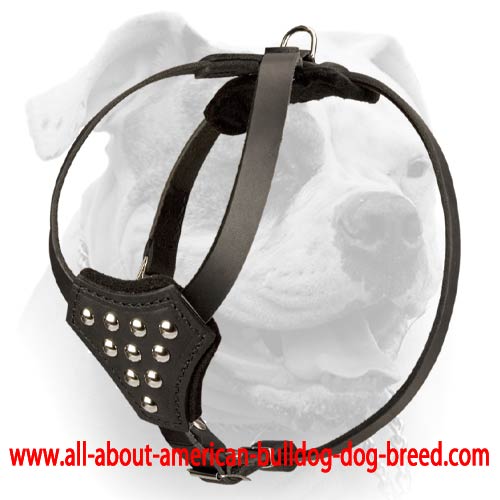 (image for) Soft walking genuine leather American Bulldog harness with studs