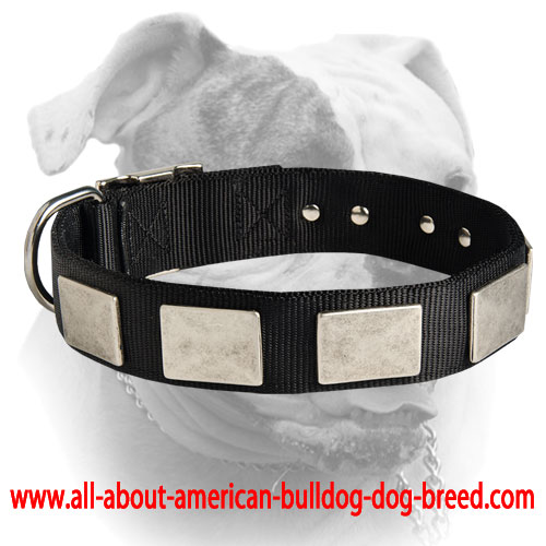 (image for) Gorgeous nylon collar with vintage nickel plates for American Bulldog