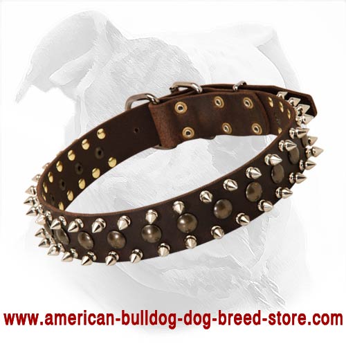 (image for) "Spiky" Leather Collar For Your American Bulldog Decorated With Spikes And Studs - Click Image to Close