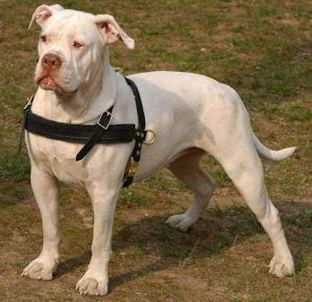 American bulldog tracking pulling dog harness