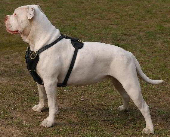 American Bulldog Training