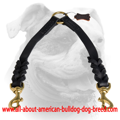 Braided leather leash coupler for American Bulldog