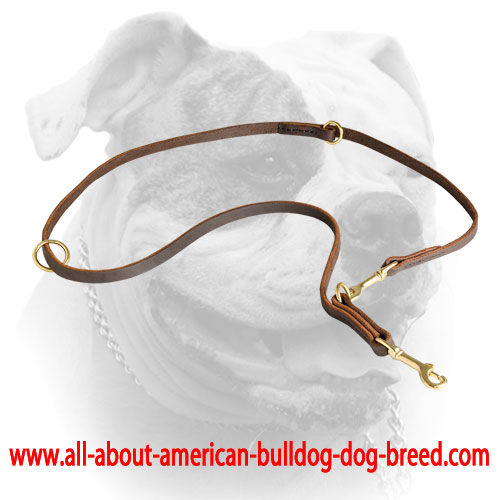 Shiny brass hardware for leather American Bulldog leash