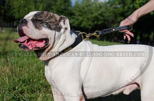 Short leather braided leash for American Bulldog