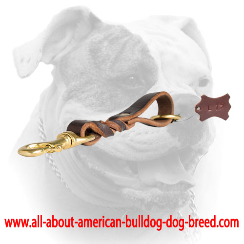 Short leather leash for American Bulldog with extra O-ring