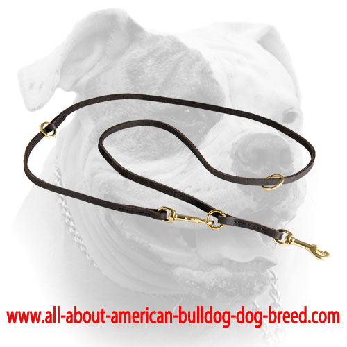 English leather American Bulldog leash with floating O-ring and two stable O-rings