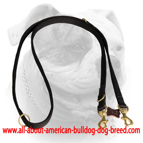 Nylon leash for American Bulldog