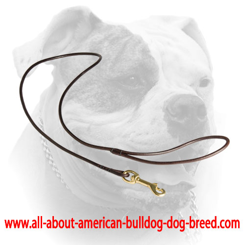 Round leather dog shows leash for American Bulldog