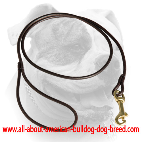 Reliable brass snap hook for round leather dog shows American Bulldog leash