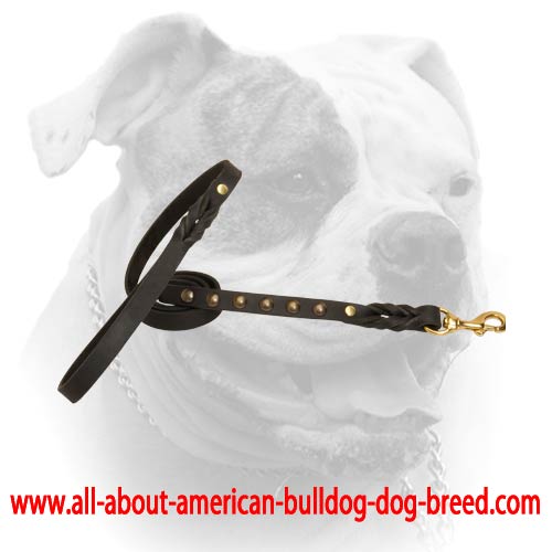 Leather American Bulldog leash with brass studs