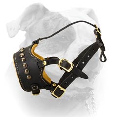 Comfortable Studded Muzzle For American Bulldog