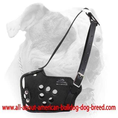 Perfect fit training muzzle for American Bulldog