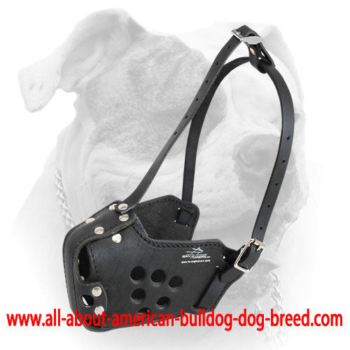 Anti-rubbing leather American Bulldog muzzle with special ventilation holes