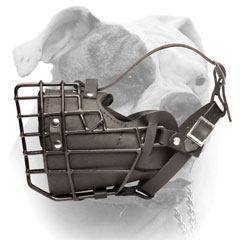 Leather muzzle for American Bulldog