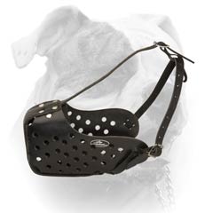 American Bulldog leather muzzle with reliable straps