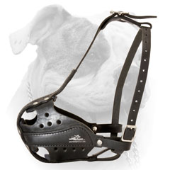 American Bulldog leather muzzle properly stitched