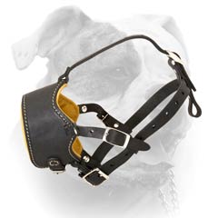 American Bulldog leather muzzle easily adjustable