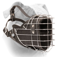 Leather muzzle for American Bulldog