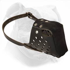 Secure Leather Muzzle For American Bulldog