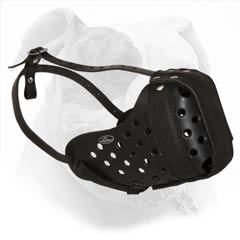 Leather Buckled Muzzle For American Bulldog