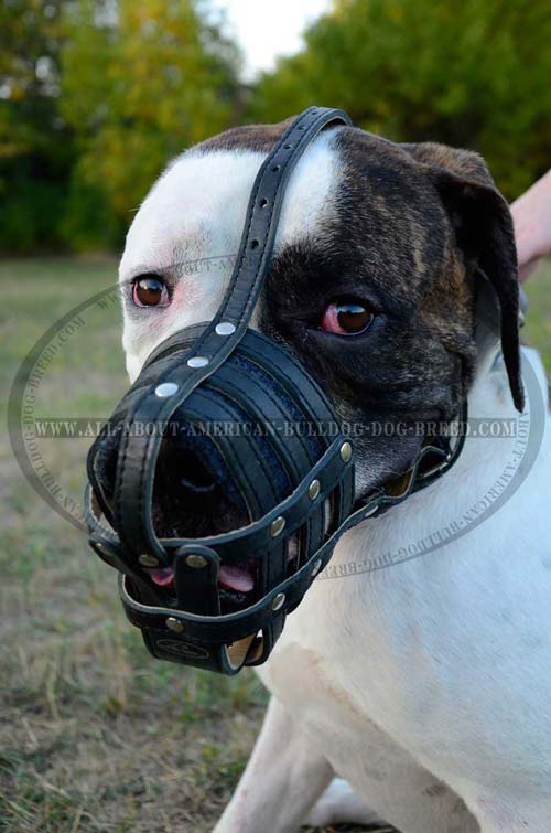 Lightweight Leather Muzzle For American Bulldog.