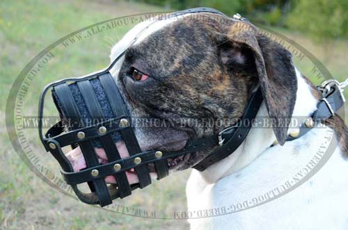 Walking Everyday Leather Muzzle For American Bulldog.