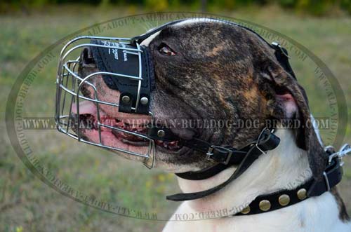 Wire Cage Buckled Muzzle For American Bulldog