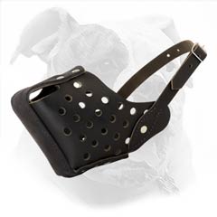 Everyday Walking Leather Muzzle For American Bulldog