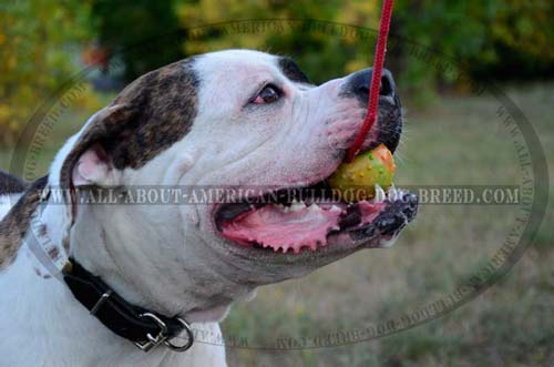 Full rubber ball for American Bulldog