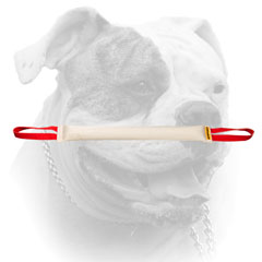 American Bulldog bite tug of Fire Hose