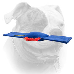 American Bulldog bite tug of French Linen