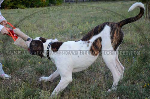 American Bulldog jute bite tug heavy stuffed to withstand strong dog bites