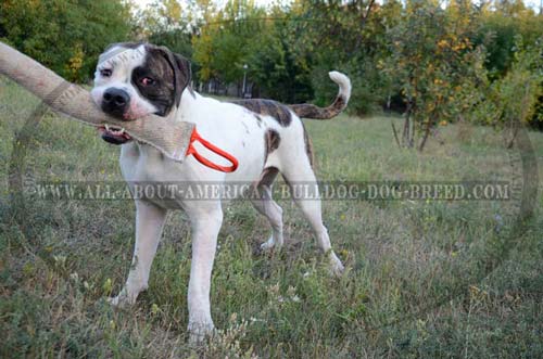 Strong everyday use training bite tug for American Bulldog