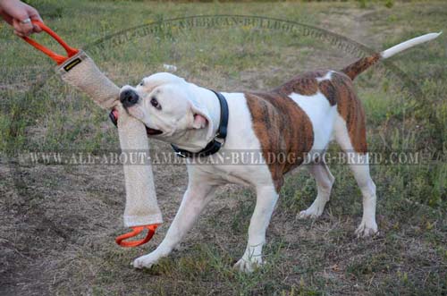 Two strong handles for American Bulldog jute bite tug