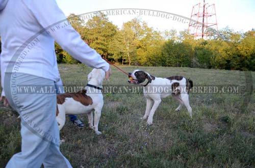 Full rubber ball on a long rope for American Bulldog